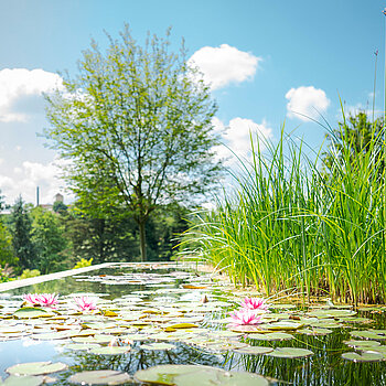 Water Lilies pond Water Lilies pond