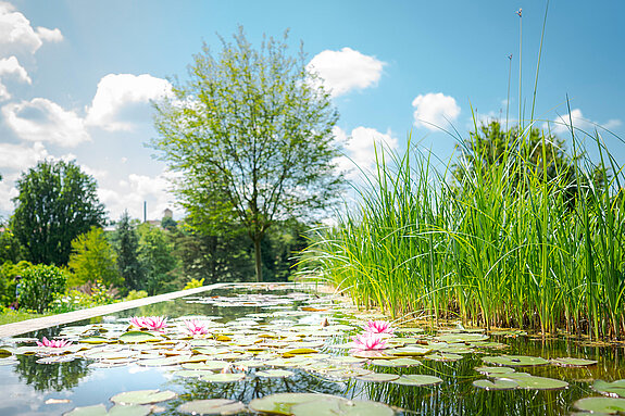 Water Lilies pond Water Lilies pond