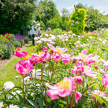 Peony flower Peony flower