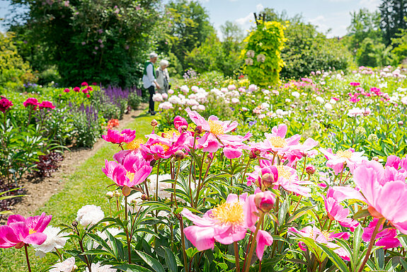 Peony flower Peony flower