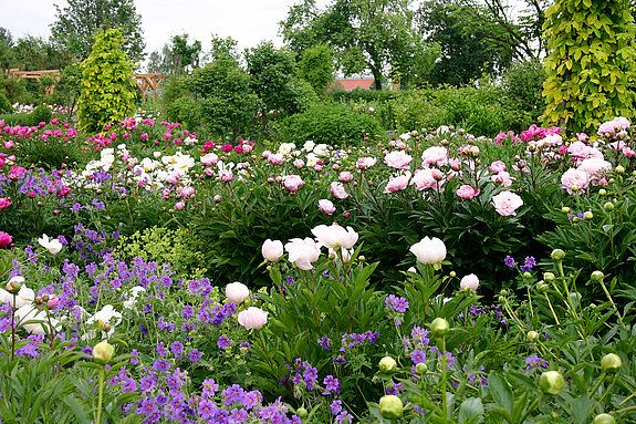 A sea of blooms A sea of blooms