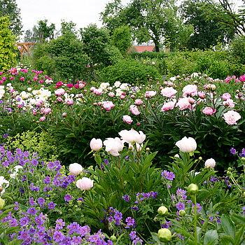 A sea of blooms A sea of blooms