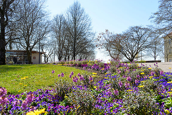 Frühlingsblüher im Hofgarten. (Stadt Freising) Frühlingsblüher im Hofgarten. (Stadt Freising)
