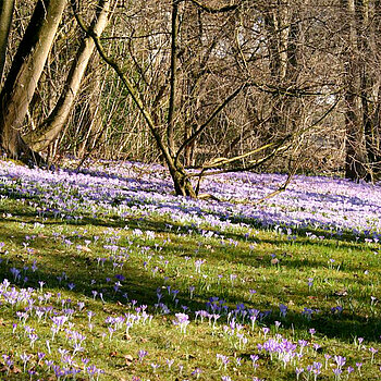 Woodland crocuses bordering a copse Woodland crocuses bordering a copse