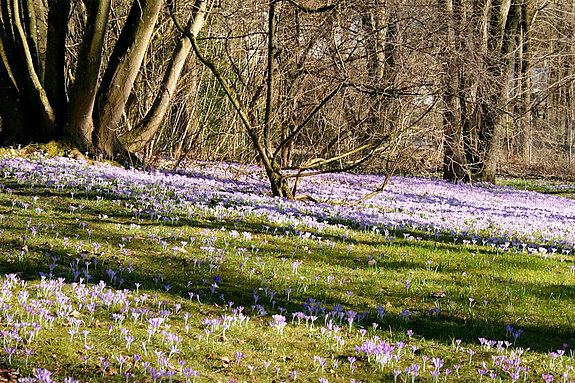 Woodland crocuses bordering a copse Woodland crocuses bordering a copse