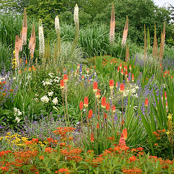 The kniphofia bed in spring The kniphofia bed in spring