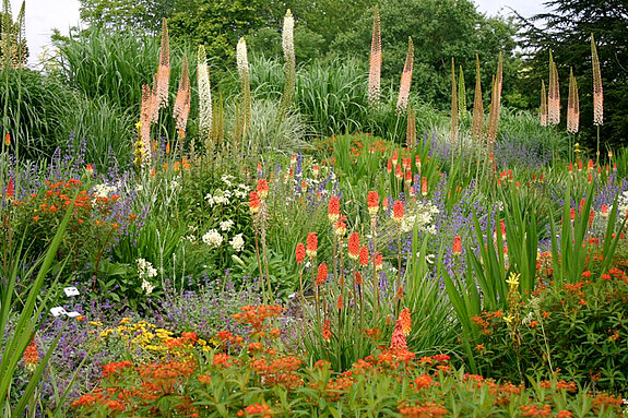 The kniphofia bed in spring The kniphofia bed in spring